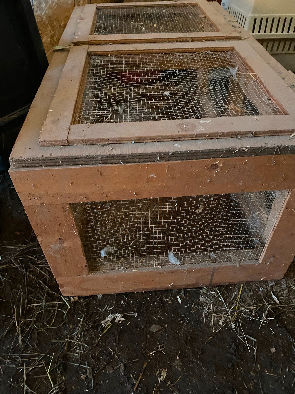 Rabbit cage in Accessories in Trenton - Image 3