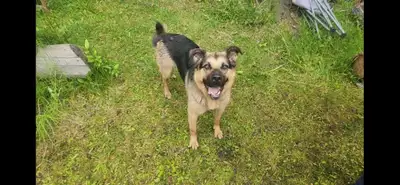 pet rehoming, View more