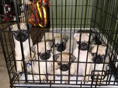 Meet our sweet and playful pug puppies! They have the classic pug charm—wrinkly faces, expressive ey...
