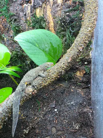 chameleon gecko male Western  (Eurydactylodes occ, View more
