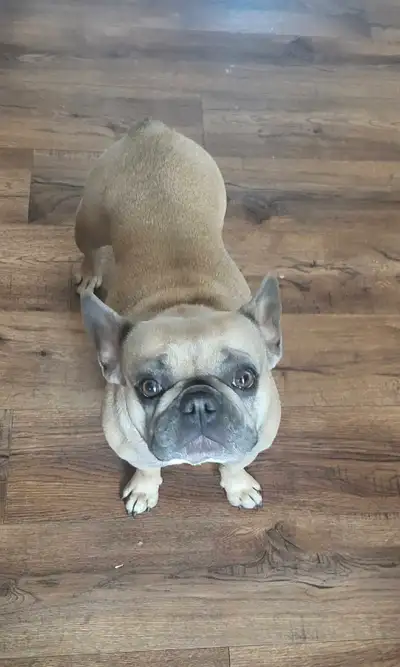 SOLD❣️❣️❣️Female Blue Fawn French bulldog, View more