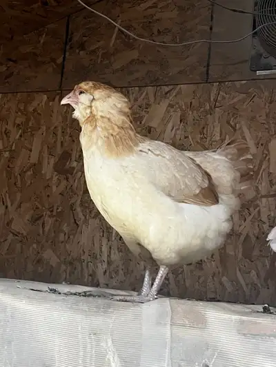 Olive egger multigene Marans camail cuivré