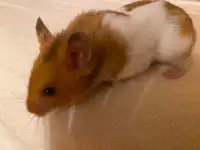 REHOMING HAMSTER