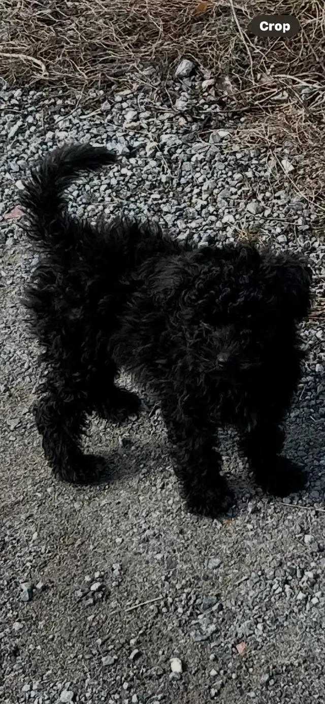 Petite caniche entre 6 et 9lbs vacciné $700 in Dogs & Puppies for Rehoming in Gatineau - Image 5