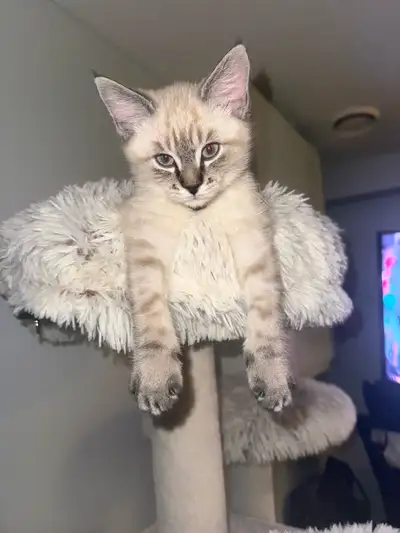 lynx point Siamese kitten , View more