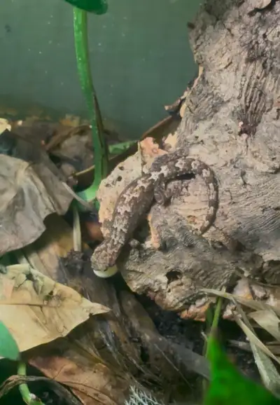 Several mourning geckos available for a new home. I have some adults and some juveniles. Being fed o...