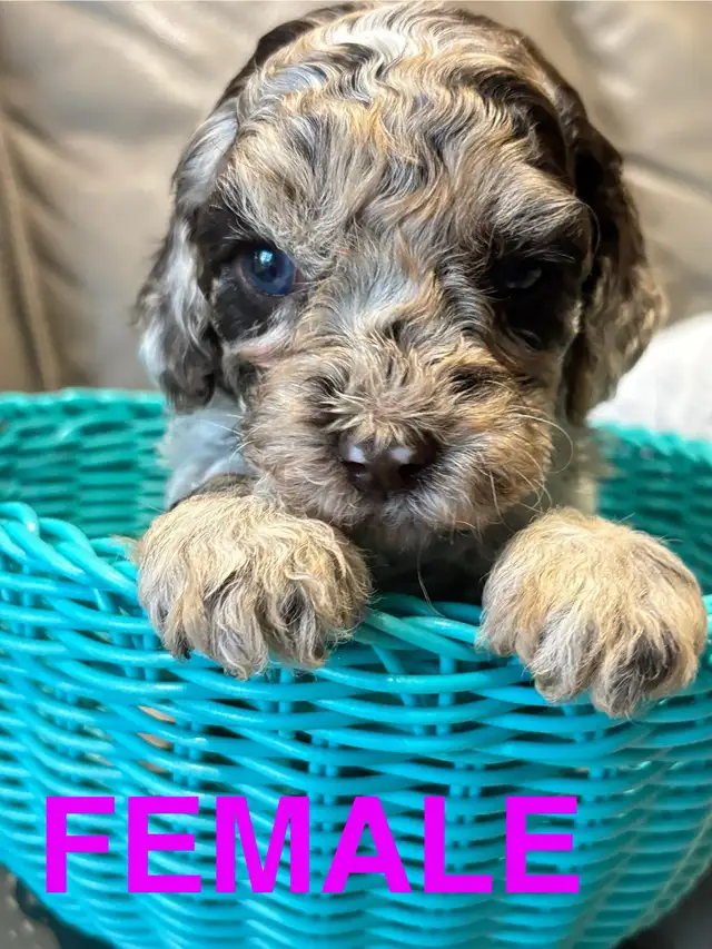 Gorgeous Cockapoo Pupies in Dogs & Puppies for Rehoming in Markham / York Region - Image 5