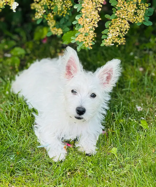 Westie (100 %West Highland terrier) in Dogs & Puppies for Rehoming in Lanaudière - Image 3