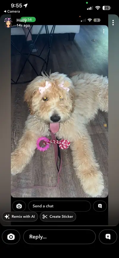 Goldendoodle F1., View more