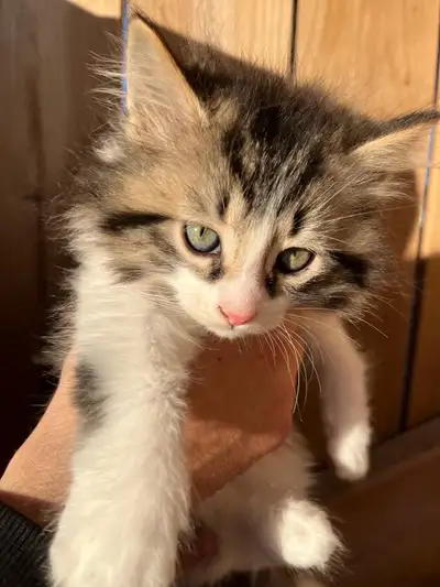 Fluffy Siberian Kittens(One Left!), View more