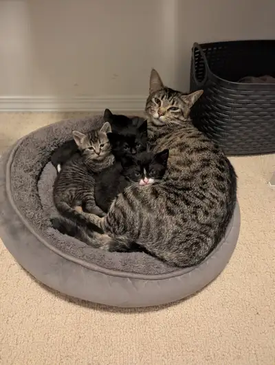 We have found homes for the kittens in pairs! Good luck..., View more