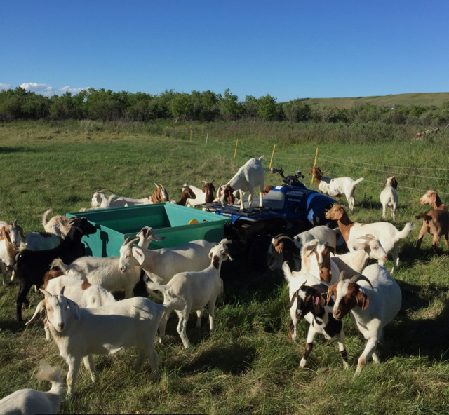 Goats for sale in Other in Calgary
