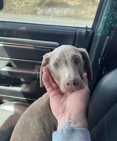 Hey I have 2 male doberman pups left looking for a new home And one doberman x goldendoodle If anyon...