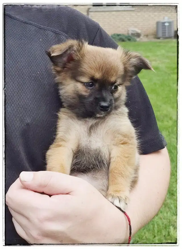 STUNNING SHIRANIAN   puppies  {SHIH-TZU  & POMERANIAN MIX in Dogs & Puppies for Rehoming in London - Image 3