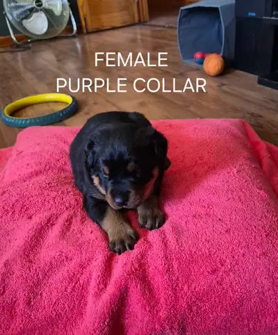 ADORABLE PUREBRED ROTTWEILER PUPPIES, View more