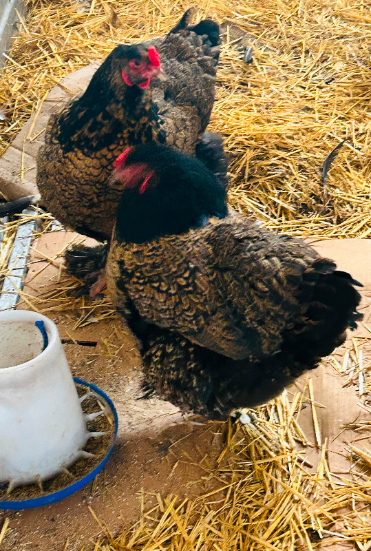 Gold laced Brahma hatching eggs, Birds for Rehoming, Edmonton