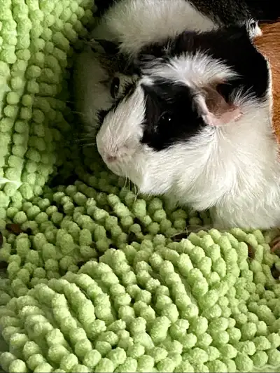 Pet Sitting, Guineapig Boarding $10 a day, View more