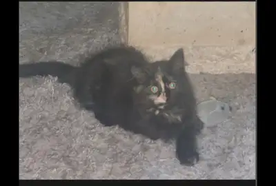 URGENT / La Dernière  3 mois / X  Bleu Russe, View more