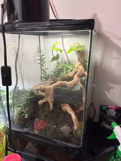 Reptile and terrarium rehome, View more