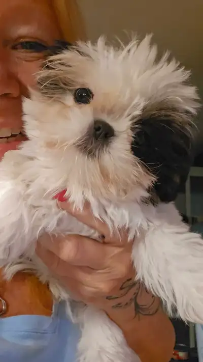 Shihtzu impérial Belle petite porté tant aimer .... Beaux chiots disponible début février Entrainer...