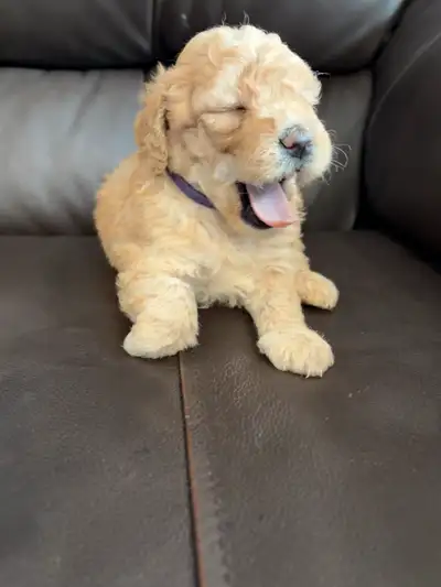 Mini Goldendoodles, View more