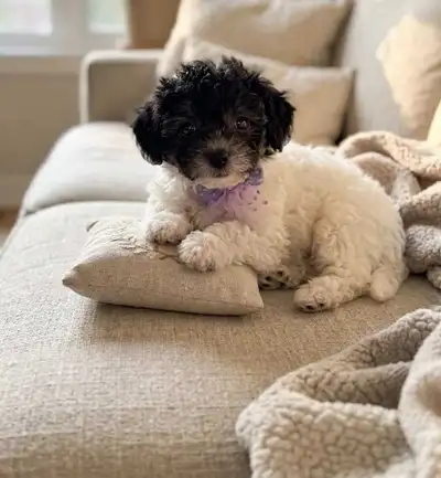 Male Mini Poodle ❤, View more