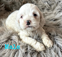 Cute Quality Cockapoo Puppies-Only A Few Left!