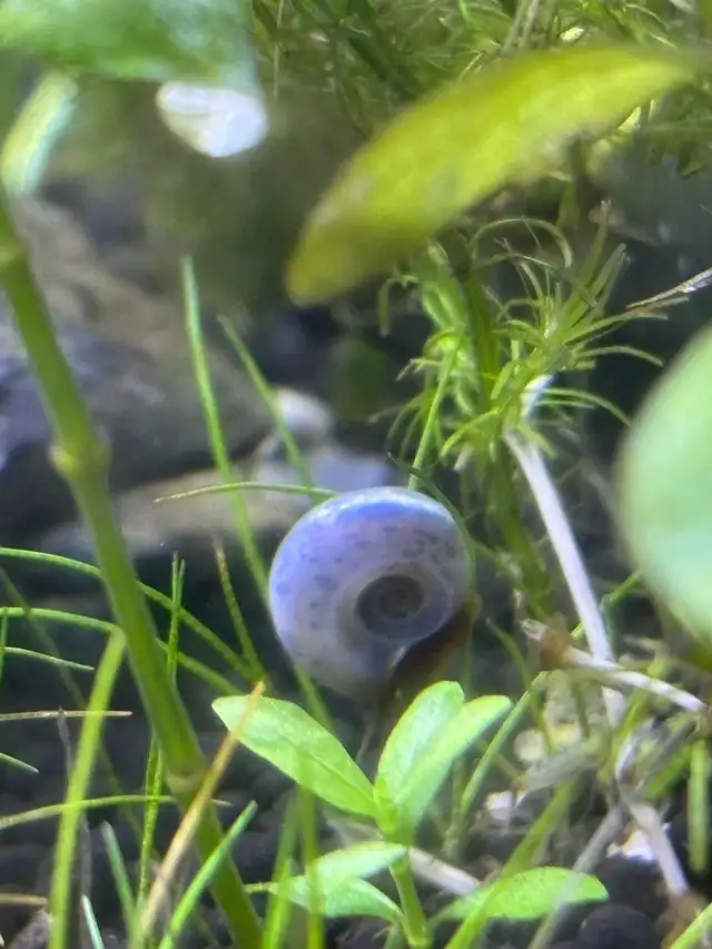Ramshorn Snails in Other in Oshawa / Durham Region - Image 3
