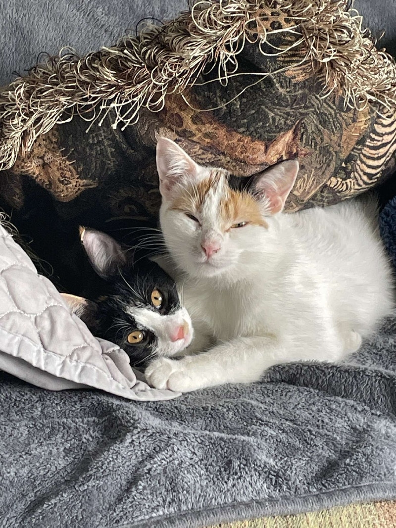 Female cat the white one Cats & Kittens for Rehoming ChathamKent