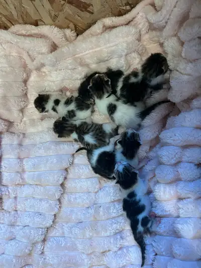 main coon x kittens , View more