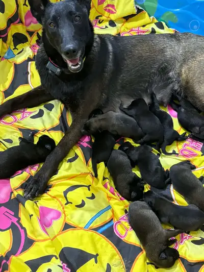 Malinois VKH Chiot Jet Black ou Charbonner , View more