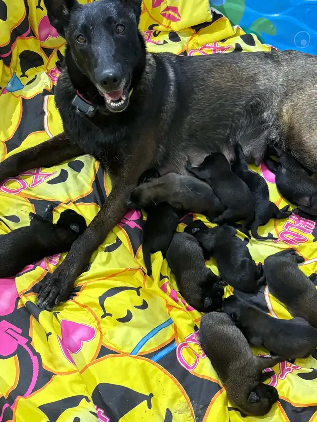 Malinois VKH Chiot Jet Black ou Charbonner in Dogs & Puppies for Rehoming in Laurentides - Image 11
