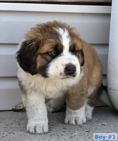 Saint Bernard Puppies, View more