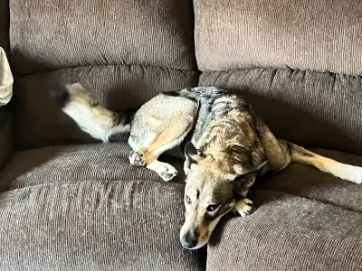 Husky/German Shepherd for rehoming , View more