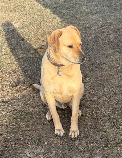 Simba is part Great Dane ,pat shepherd and part Rottweiler he is really smart and affectionate he is...