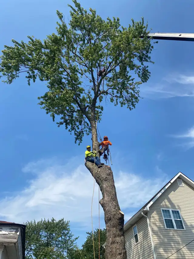 TREE REMOVAL65048376779521123
