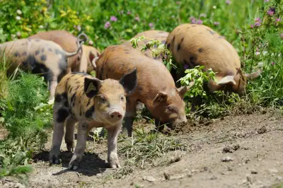 Piglets for sale / Porcelets à vendre, View more
