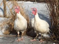 Beltsville Small White Turkeys