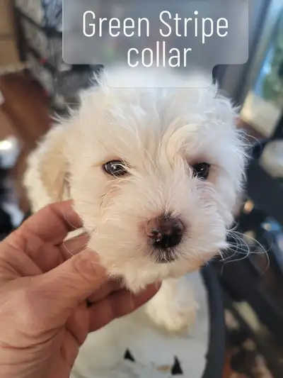 Bichon Shih Tzu puppies, View more