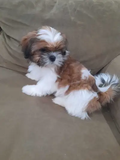 Shih Tzu puppies are available for sale. The come with Vet passport, They are playful, good with chi...