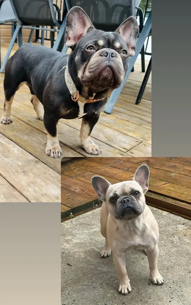 bulldog français/ bouledogue français in Dogs & Puppies for Rehoming in Lanaudière - Image 8