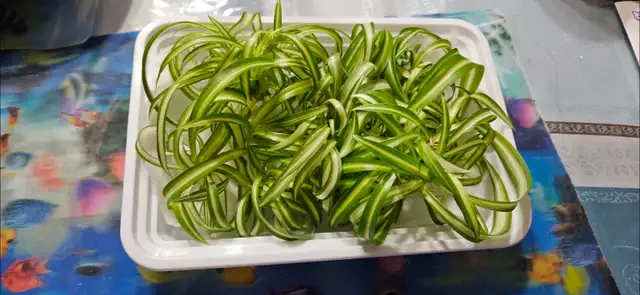 Spider plant490890803387443201