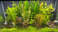 Aquarium plant bundles
