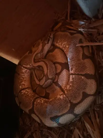 Ball python for rehoming, View more