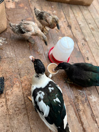 Two gorgeous welsh harlequins ducklings! (Two months)