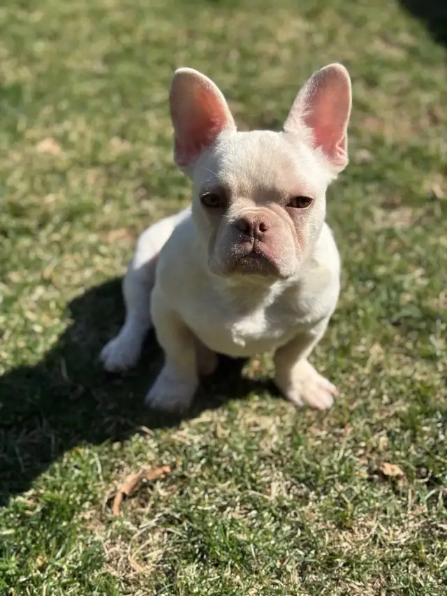 Male Cream French bulldog puppy in Dogs & Puppies for Rehoming in Oakville / Halton Region - Image 2