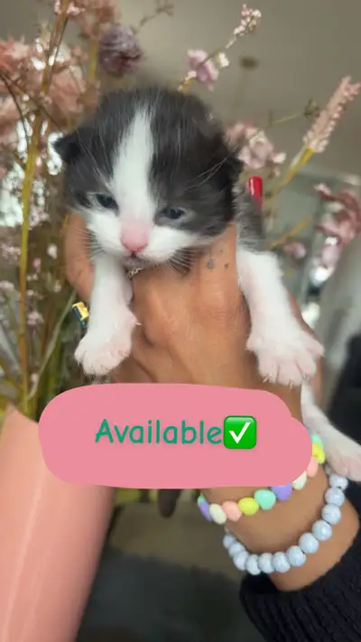 We have 5 adorable kittens looking for loving forever homes Born: March 18 Ready to go: end of April...