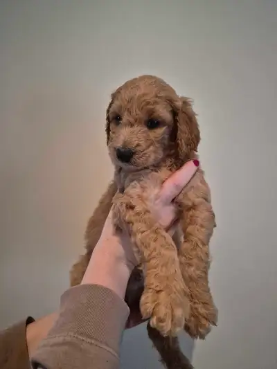 Goldendoodle puppies for sale, View more