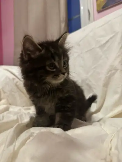 Urgent rehoming - Mainecoon mix fluffy kitten, View more