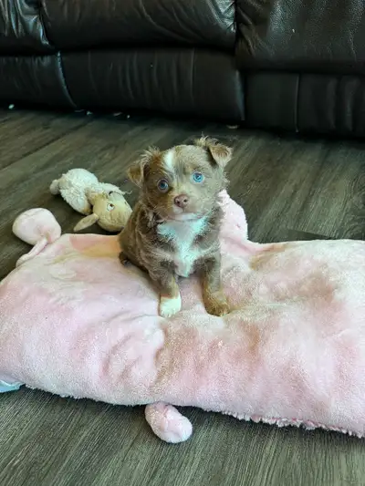 Chihuahua Puppy - Saskatoon